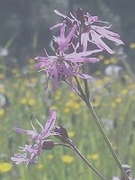 Blume
