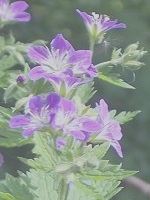 Blume