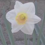 Blume