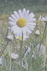Blume